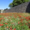 Canterbury City Wal Wildflowers by FGS Agri
