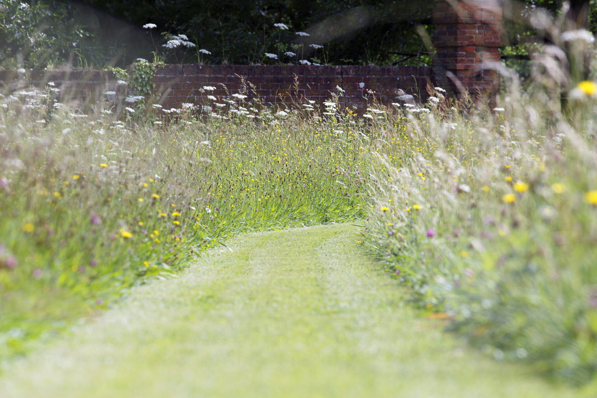 Path through a wildflower meadow